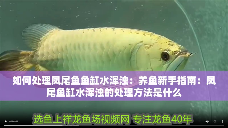 如何處理鳳尾魚魚缸水渾濁：養(yǎng)魚新手指南：鳳尾魚缸水渾濁的處理方法是什么