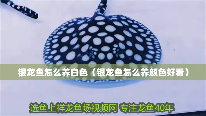 銀龍魚怎么養(yǎng)白色（銀龍魚怎么養(yǎng)顏色好看）