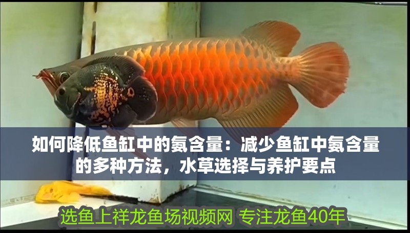 魚缸過濾器選購指南:自制魚缸過濾器魚缸上置過濾器對于養(yǎng)魚愛好者的必備知識 如何降低魚缸中的氨含量:減少魚缸中氨含量的多種方法,水草選擇與養(yǎng)護要點 魚缸百科 如何降低魚缸中的氨含量:減少魚缸中氨含量的多種方法,水草選擇與養(yǎng)護要點 如何降低魚缸中的氨含量:減少魚缸中氨含量的多種方法,水草選擇與養(yǎng)護要點 魚缸百科