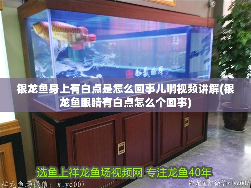 銀龍魚身上有白點是怎么回事兒啊視頻講解(銀龍魚眼睛有白點怎么個回事)