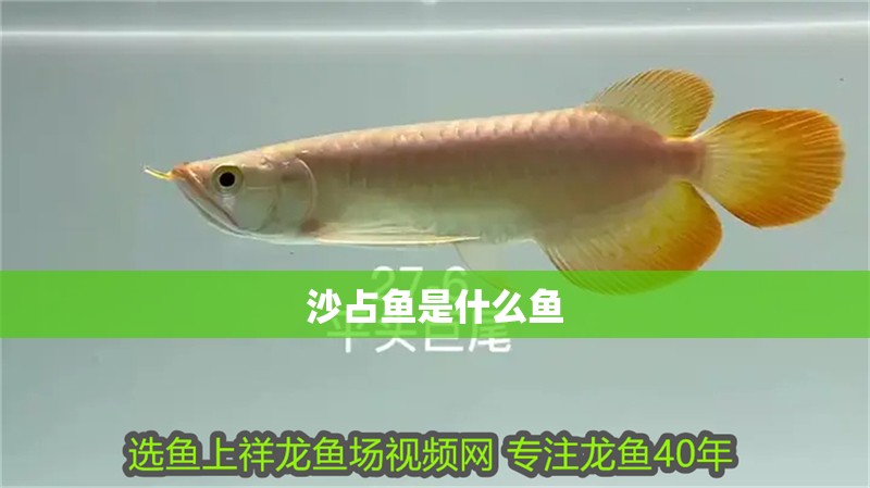 沙占魚是什么魚 沙占魚是什么魚 龍魚論壇