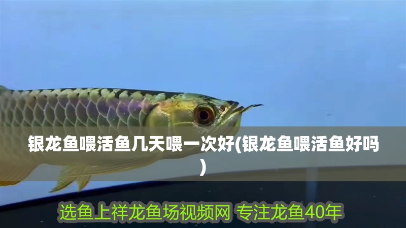 銀龍魚喂活魚幾天喂一次好(銀龍魚喂活魚好嗎)