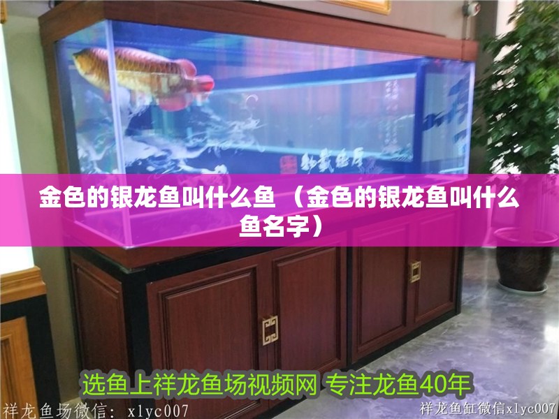 金色的銀龍魚叫什么魚 （金色的銀龍魚叫什么魚名字）