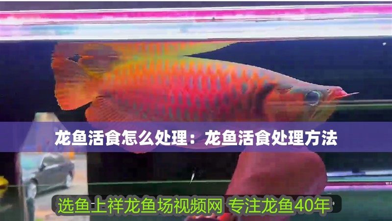 龍魚活食怎么處理：龍魚活食處理方法