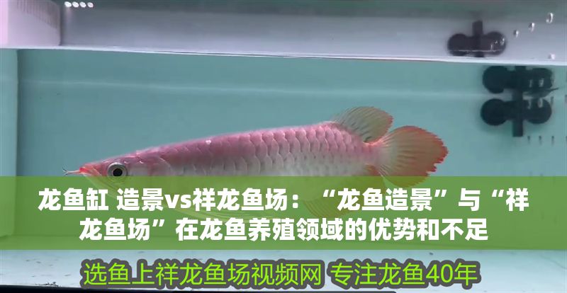 龍魚缸 造景vs祥龍魚場：“龍魚造景”與“祥龍魚場”在龍魚養殖領域的優勢和不足