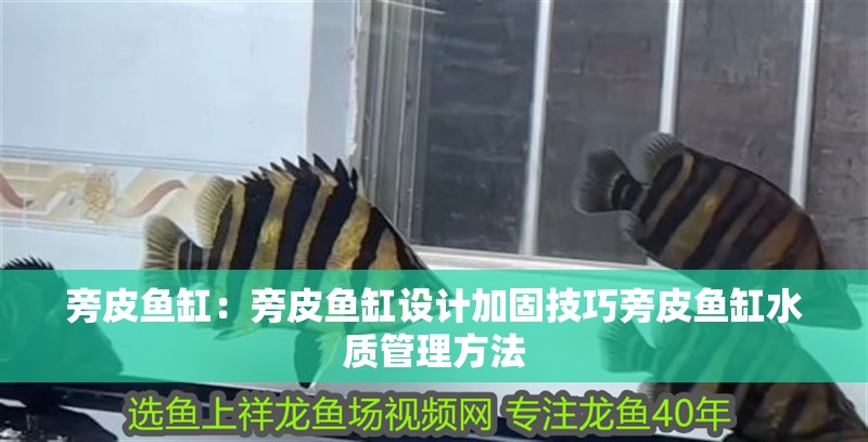 旁皮魚缸：旁皮魚缸設(shè)計加固技巧旁皮魚缸水質(zhì)管理方法