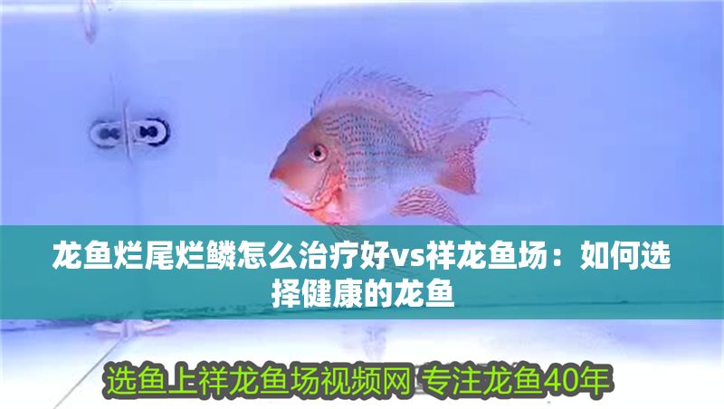 龍魚爛尾爛鱗怎么治療好vs祥龍魚場：如何選擇健康的龍魚
