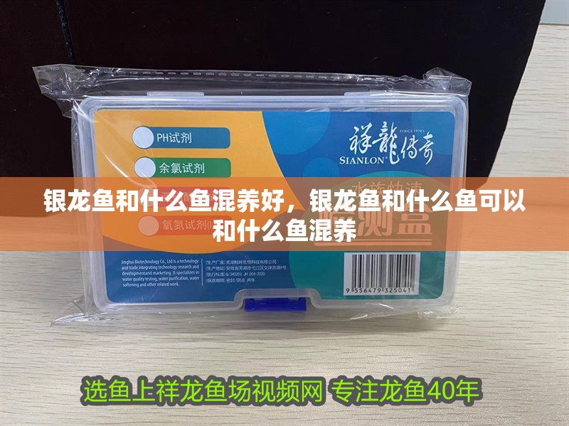 銀龍魚和什么魚混養好，銀龍魚和什么魚可以和什么魚混養