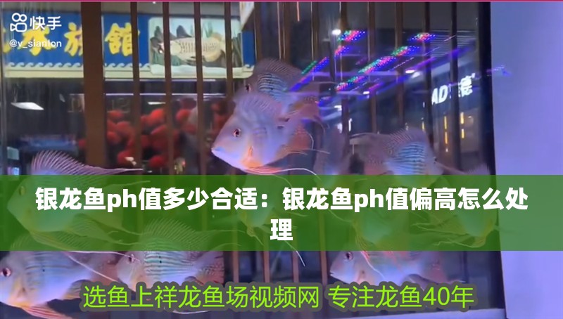 銀龍魚ph值多少合適：銀龍魚ph值偏高怎么處理