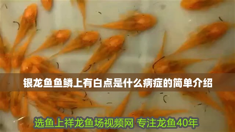 銀龍魚魚鱗上有白點是什么病癥的簡單介紹