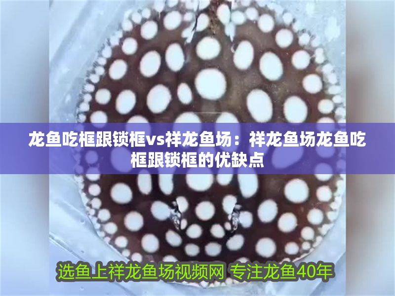 龍魚吃框跟鎖框vs祥龍魚場：祥龍魚場龍魚吃框跟鎖框的優缺點