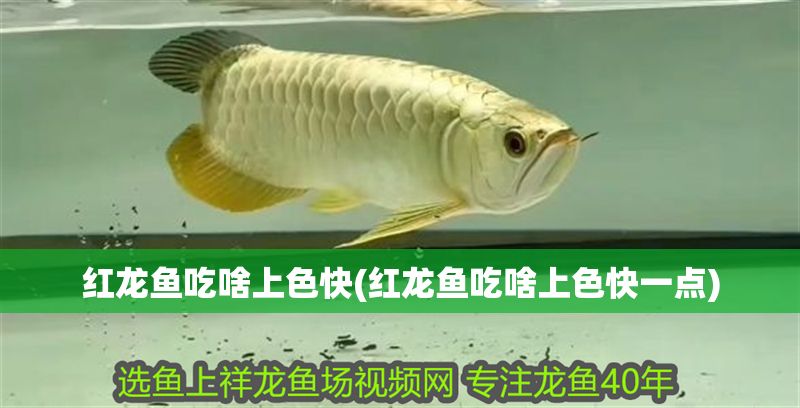 紅龍魚吃啥上色快(紅龍魚吃啥上色快一點(diǎn))