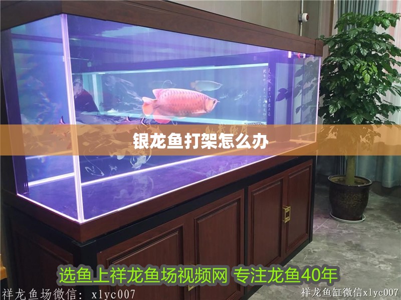 銀龍魚打架怎么辦