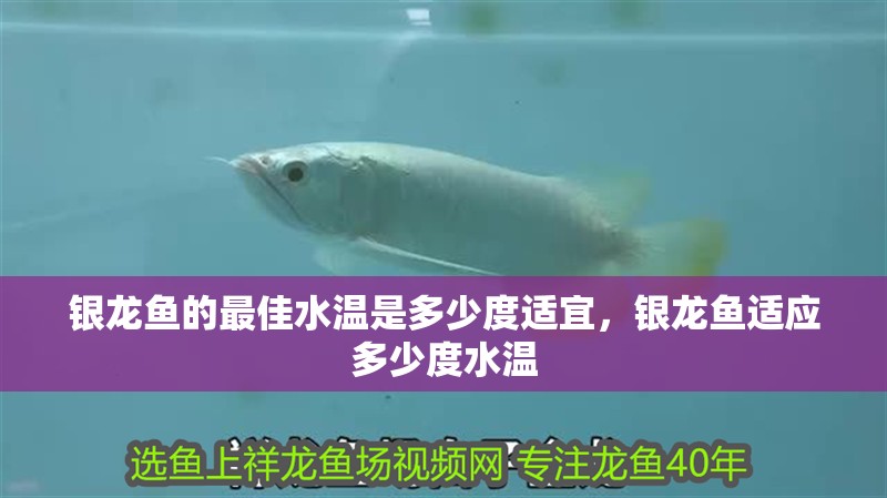 銀龍魚的最佳水溫是多少度適宜，銀龍魚適應多少度水溫