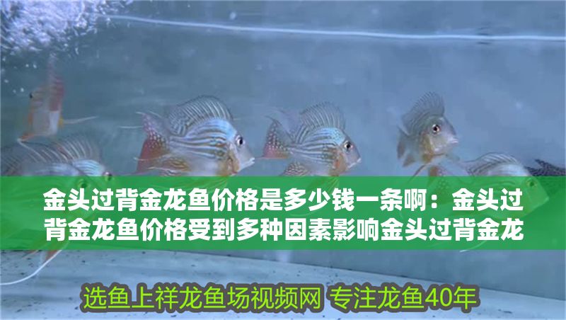 金頭過(guò)背金龍魚(yú)價(jià)格是多少錢一條啊：金頭過(guò)背金龍魚(yú)價(jià)格受到多種因素影響金頭過(guò)背金龍魚(yú)價(jià)格受影響