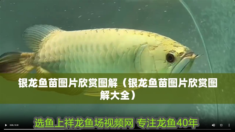 銀龍魚苗圖片欣賞圖解（銀龍魚苗圖片欣賞圖解大全）