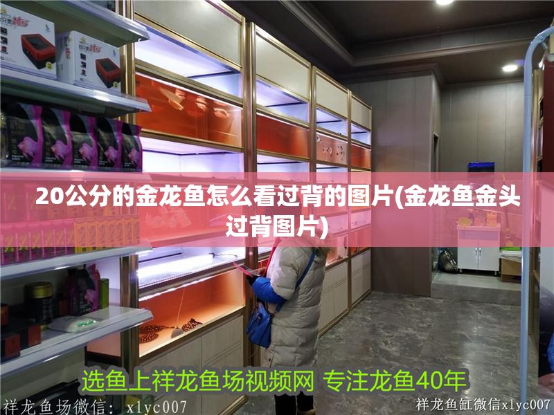 20公分的金龍魚怎么看過背的圖片(金龍魚金頭過背圖片)