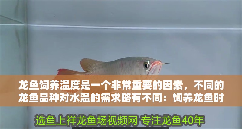 龍魚飼養(yǎng)溫度是一個非常重要的因素，不同的龍魚品種對水溫的需求略有不同：飼養(yǎng)龍魚時需要根據具體的龍魚品種來調整水溫的穩(wěn)定