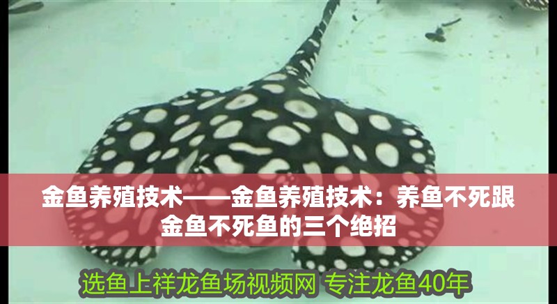 金魚養殖技術——金魚養殖技術：養魚不死跟金魚不死魚的三個絕招