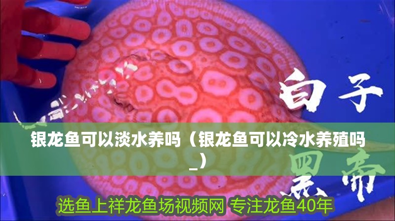 銀龍魚可以淡水養嗎（銀龍魚可以冷水養殖嗎_）