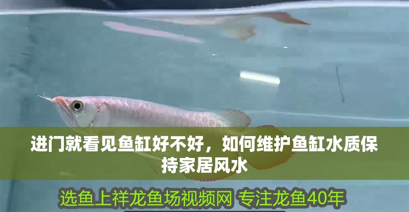 進門就看見魚缸好不好，如何維護魚缸水質保持家居風水