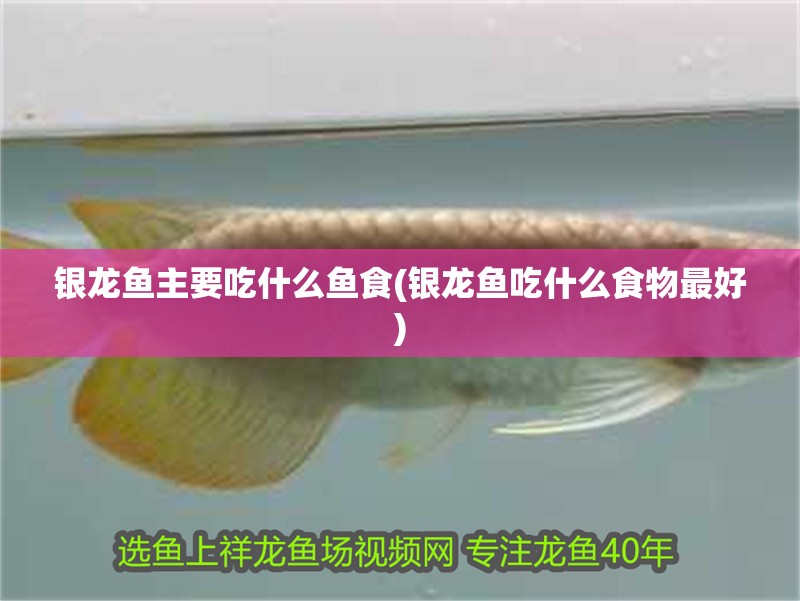 銀龍魚主要吃什么魚食(銀龍魚吃什么食物最好)