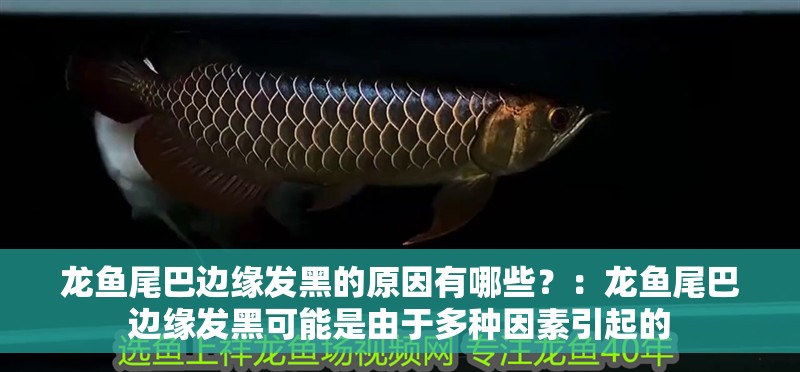 龍魚尾巴邊緣發黑的原因有哪些？：龍魚尾巴邊緣發黑可能是由于多種因素引起的