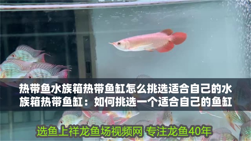 熱帶魚水族箱熱帶魚缸怎么挑選適合自己的水族箱熱帶魚缸：如何挑選一個(gè)適合自己的魚缸