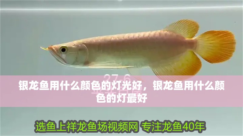 銀龍魚用什么顏色的燈光好，銀龍魚用什么顏色的燈最好