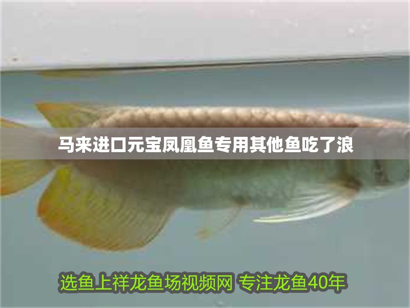 馬來進口元寶鳳凰魚專用其他魚吃了浪