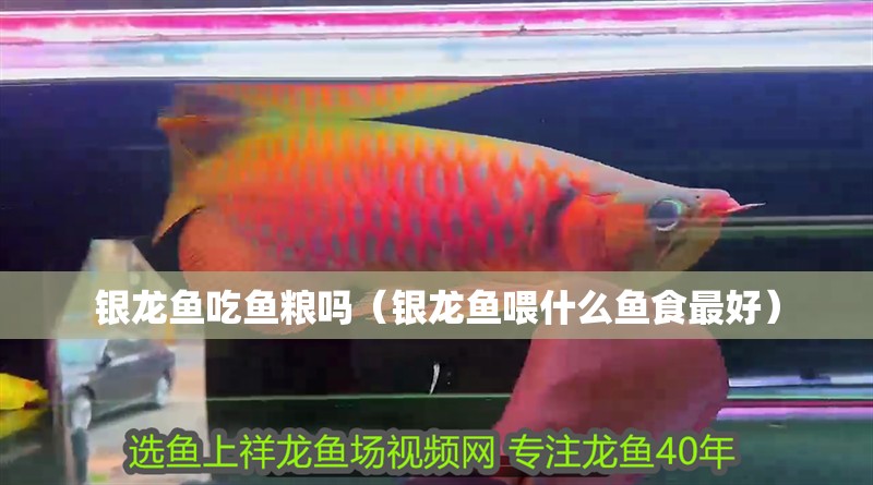 銀龍魚吃魚糧嗎（銀龍魚喂什么魚食最好）