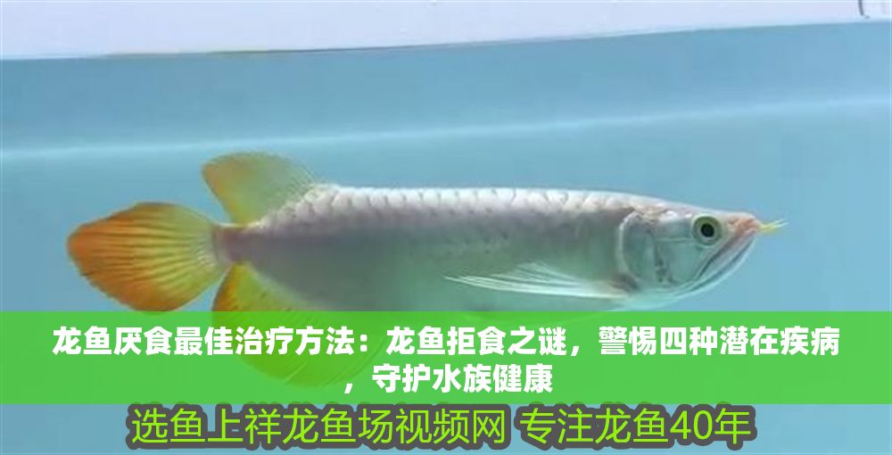 龍魚厭食最佳治療方法：龍魚拒食之謎，警惕四種潛在疾病，守護水族健康