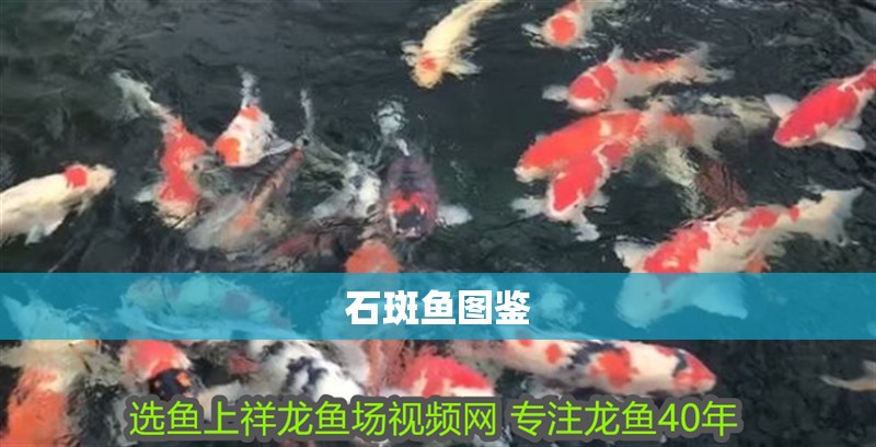 石斑魚圖鑒