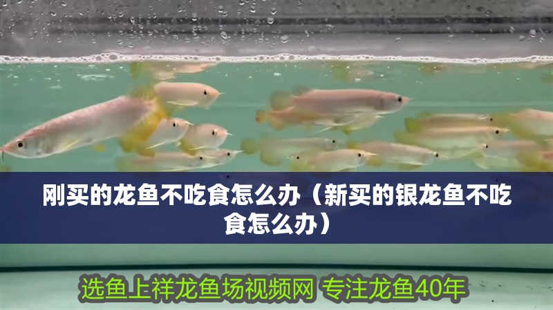 剛買的龍魚不吃食怎么辦（新買的銀龍魚不吃食怎么辦）