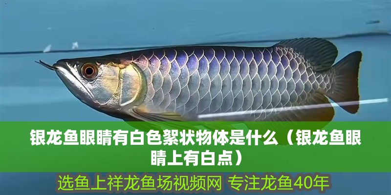 銀龍魚眼睛有白色絮狀物體是什么（銀龍魚眼睛上有白點）