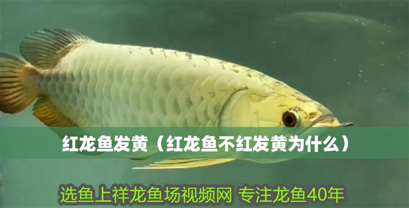 紅龍魚發黃（紅龍魚不紅發黃為什么）