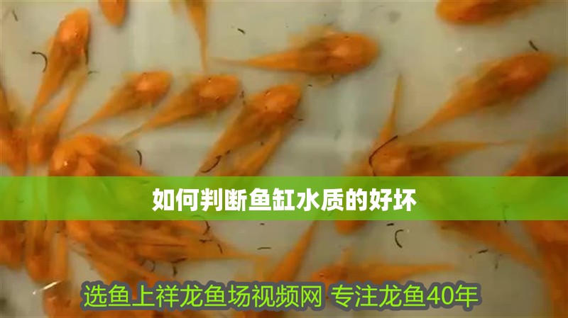 如何判斷魚缸水質的好壞