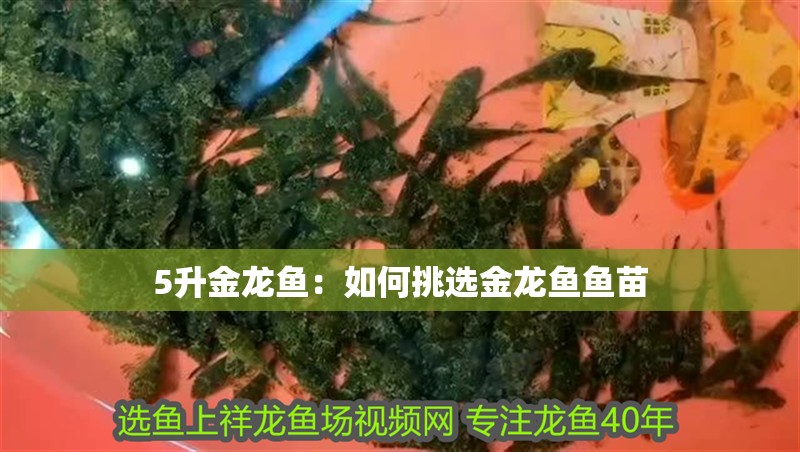 5升金龍魚：如何挑選金龍魚魚苗