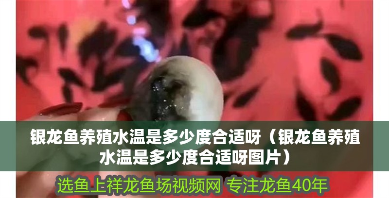 我的虎魚真菌感染了要怎么處理 銀龍魚養殖水溫是多少度合適呀(銀龍魚養殖水溫是多少度合適呀圖片) 銀龍魚百科 銀龍魚養殖水溫是多少度合適呀(銀龍魚養殖水溫是多少度合適呀圖片) 銀龍魚養殖水溫是多少度合適呀(銀龍魚養殖水溫是多少度合適呀圖片) 銀龍魚百科