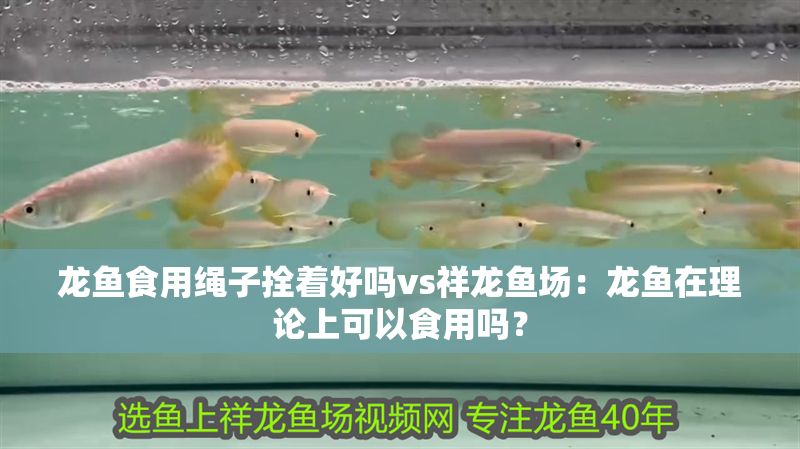 龍魚食用繩子拴著好嗎vs祥龍魚場：龍魚在理論上可以食用嗎？