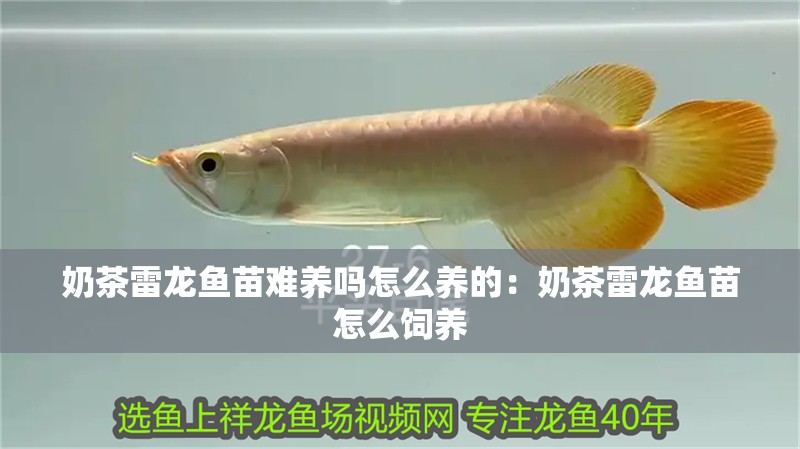 奶茶雷龍魚苗難養嗎怎么養的：奶茶雷龍魚苗怎么飼養