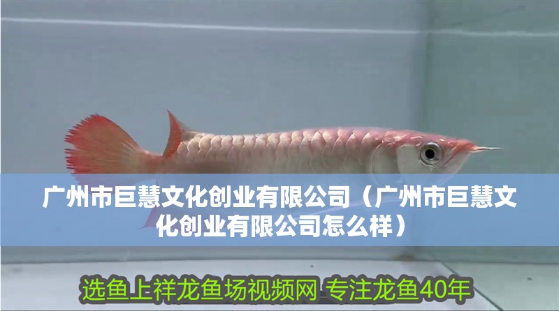 廣州市巨慧文化創業有限公司（廣州市巨慧文化創業有限公司怎么樣）