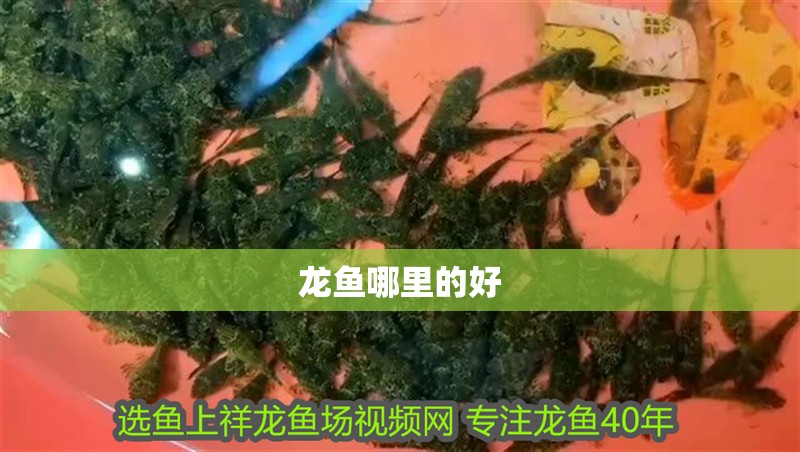龍魚哪里的好