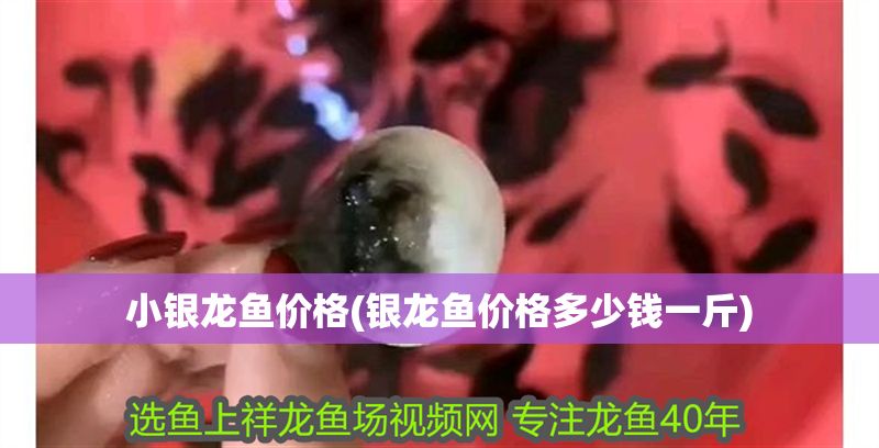 小銀龍魚價格(銀龍魚價格多少錢一斤)