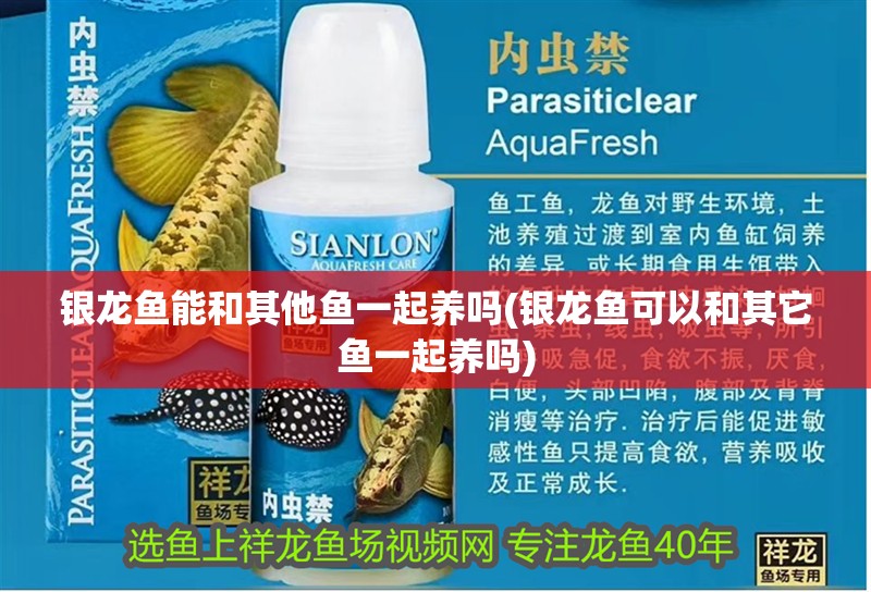 銀龍魚能和其他魚一起養(yǎng)嗎(銀龍魚可以和其它魚一起養(yǎng)嗎)