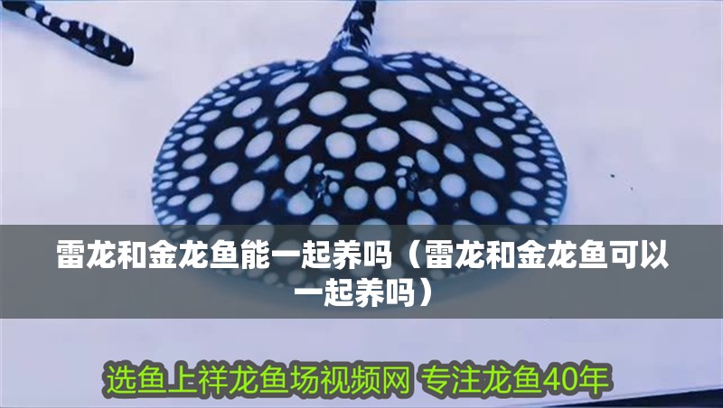 雷龍和金龍魚能一起養(yǎng)嗎（雷龍和金龍魚可以一起養(yǎng)嗎） 雷龍和金龍魚能一起養(yǎng)嗎（雷龍和金龍魚可以一起養(yǎng)嗎） 龍魚百科
