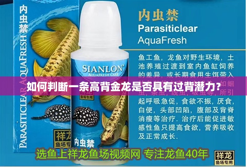 如何判斷一條高背金龍是否具有過背潛力？ 如何判斷一條高背金龍是否具有過背潛力？ 龍魚論壇