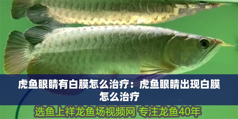 虎魚眼睛有白膜怎么治療：虎魚眼睛出現白膜怎么治療 虎魚眼睛有白膜怎么治療：虎魚眼睛出現白膜怎么治療 虎魚百科 第2張