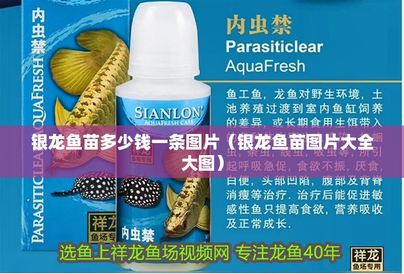 銀龍魚苗多少錢一條圖片（銀龍魚苗圖片大全大圖）