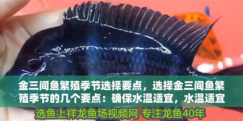 金三間魚繁殖季節選擇要點，選擇金三間魚繁殖季節的幾個要點：確保水溫適宜，水溫適宜